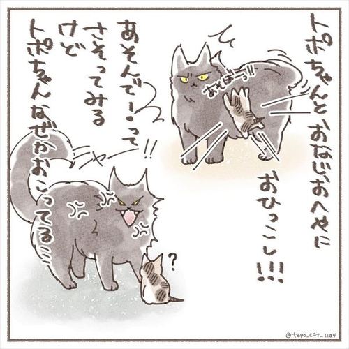 猫 保護猫 子猫 先住 新メンバー 仲良し