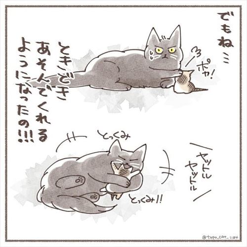 猫 保護猫 子猫 先住 新メンバー 仲良し