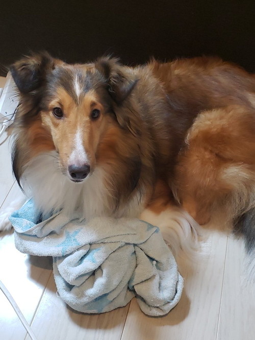 犬漫画 シェルティ 子ども ほっこり ワンコ 朝顔600