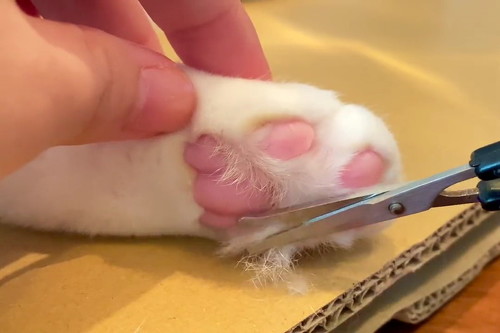 猫 肉球 ネコ 肉球お手入れ 猫動画 かわいい ミルコ ロッケ　無重力猫