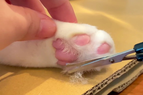 猫 肉球 ネコ 肉球お手入れ 猫動画 かわいい ミルコ ロッケ　無重力猫