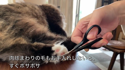 猫 肉球 ネコ 肉球お手入れ 猫動画 かわいい ミルコ ロッケ　無重力猫