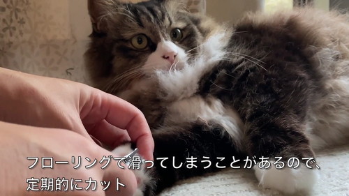 猫 肉球 ネコ 肉球お手入れ 猫動画 かわいい ミルコ ロッケ　無重力猫