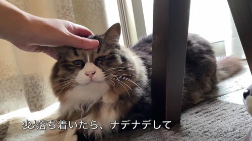 猫 肉球 ネコ 肉球お手入れ 猫動画 かわいい ミルコ ロッケ　無重力猫