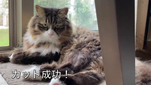 猫 肉球 ネコ 肉球お手入れ 猫動画 かわいい ミルコ ロッケ　無重力猫