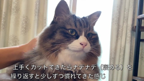 猫 肉球 ネコ 肉球お手入れ 猫動画 かわいい ミルコ ロッケ　無重力猫