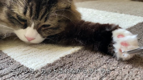 猫 肉球 ネコ 肉球お手入れ 猫動画 かわいい ミルコ ロッケ　無重力猫