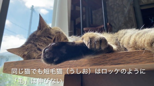 猫 肉球 ネコ 肉球お手入れ 猫動画 かわいい ミルコ ロッケ　無重力猫
