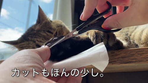 猫 肉球 ネコ 肉球お手入れ 猫動画 かわいい ミルコ ロッケ　無重力猫