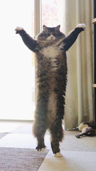 猫 肉球 ネコ 肉球お手入れ 猫動画 かわいい ミルコ ロッケ　無重力猫