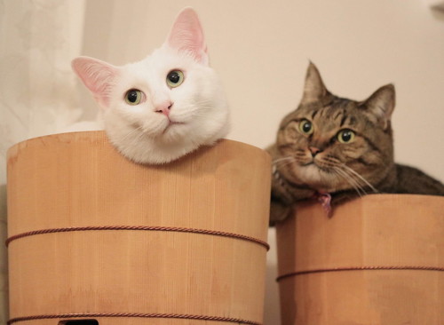 猫 肉球 ネコ 肉球お手入れ 猫動画 かわいい ミルコ ロッケ　無重力猫