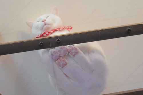 猫 肉球 ネコ 肉球お手入れ 猫動画 かわいい ミルコ ロッケ　無重力猫