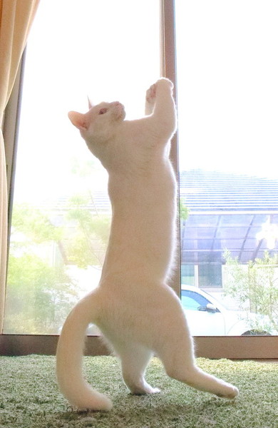 猫 肉球 ネコ 肉球お手入れ 猫動画 かわいい ミルコ ロッケ　無重力猫