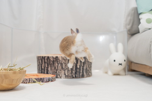 Y軸がバグっているウサギさん ウサギ うさぎ ジャンプ かわいい