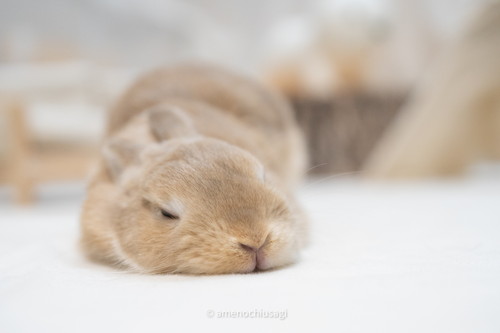 Y軸がバグっているウサギさん ウサギ うさぎ ジャンプ かわいい