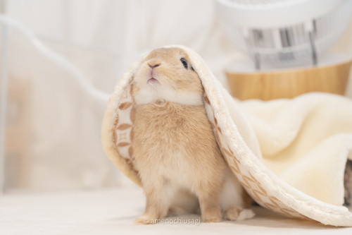 Y軸がバグっているウサギさん ウサギ うさぎ ジャンプ かわいい