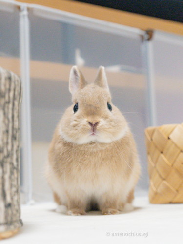 Y軸がバグっているウサギさん ウサギ うさぎ ジャンプ かわいい