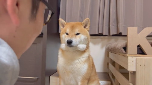 ほっぺ ムニュムニュ こむぎ 柴犬 冬毛
