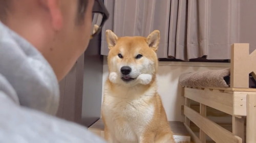 ほっぺ ムニュムニュ こむぎ 柴犬 冬毛