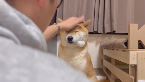 ほっぺ ムニュムニュ こむぎ 柴犬 冬毛