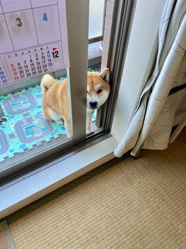 ほっぺ ムニュムニュ こむぎ 柴犬 冬毛