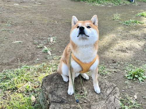 ほっぺ ムニュムニュ こむぎ 柴犬 冬毛