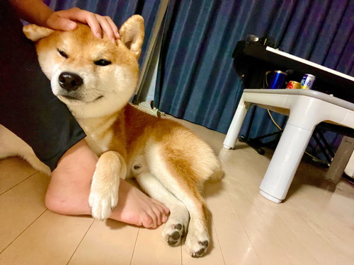 ほっぺ ムニュムニュ こむぎ 柴犬 冬毛