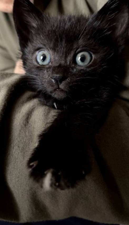 黒猫 うにちゃん ペットシッター レポ画像 落下