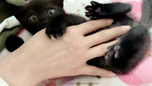 黒猫 うにちゃん ペットシッター レポ画像 落下