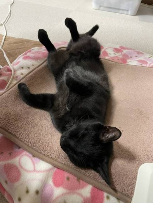 黒猫 うにちゃん ペットシッター レポ画像 落下