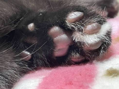 黒猫 うにちゃん ペットシッター レポ画像 落下