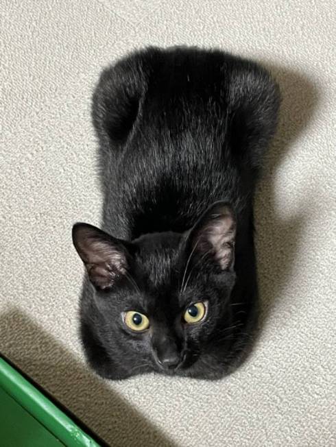 黒猫 うにちゃん ペットシッター レポ画像 落下