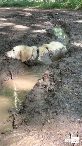 Relaxes in Sloppy Ditch 泥んこ ワンコ 犬 ラブラドールレトリバー 泥だらけ 犬 かわいい
