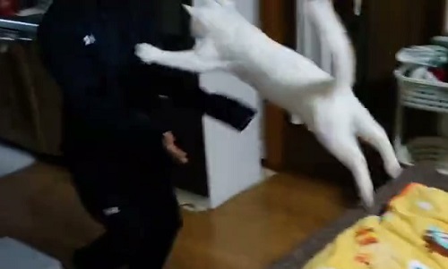 猫　白猫　保護猫　元保護猫　ジャンプ　大ジャンプ　甘えん坊　かわいい　人懐っこい　面白かわいい　ブルーアイ　お出迎え