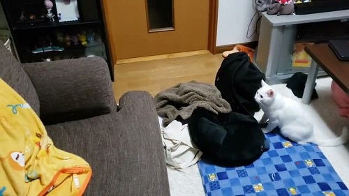 猫　白猫　保護猫　元保護猫　ジャンプ　大ジャンプ　甘えん坊　かわいい　人懐っこい　面白かわいい　ブルーアイ　お出迎え