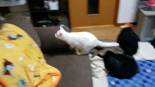 猫　白猫　保護猫　元保護猫　ジャンプ　大ジャンプ　甘えん坊　かわいい　人懐っこい　面白かわいい　ブルーアイ　お出迎え