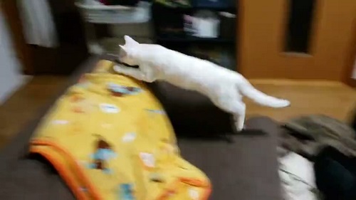 猫　白猫　保護猫　元保護猫　ジャンプ　大ジャンプ　甘えん坊　かわいい　人懐っこい　面白かわいい　ブルーアイ　お出迎え