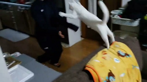 猫　白猫　保護猫　元保護猫　ジャンプ　大ジャンプ　甘えん坊　かわいい　人懐っこい　面白かわいい　ブルーアイ　お出迎え