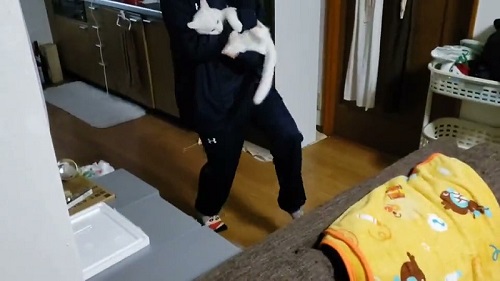 猫　白猫　保護猫　元保護猫　ジャンプ　大ジャンプ　甘えん坊　かわいい　人懐っこい　面白かわいい　ブルーアイ　お出迎え