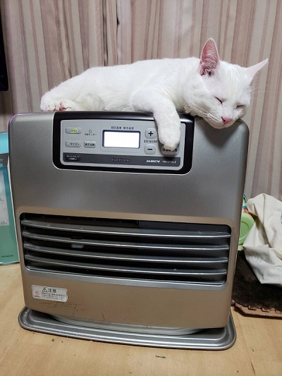 猫　白猫　保護猫　元保護猫　ジャンプ　大ジャンプ　甘えん坊　かわいい　人懐っこい　面白かわいい　ブルーアイ　お出迎え