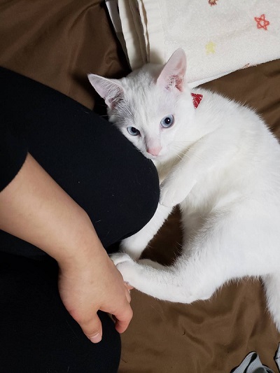 猫　白猫　保護猫　元保護猫　ジャンプ　大ジャンプ　甘えん坊　かわいい　人懐っこい　面白かわいい　ブルーアイ　お出迎え