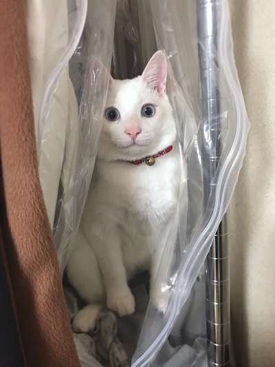 猫　白猫　保護猫　元保護猫　ジャンプ　大ジャンプ　甘えん坊　かわいい　人懐っこい　面白かわいい　ブルーアイ　お出迎え