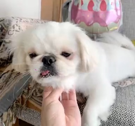 ペキニーズの舌