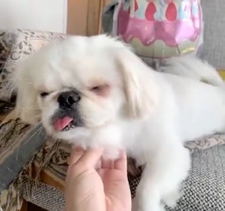 犬　ワンコ　ムーチョ　ペキニーズ　舌　かわいい