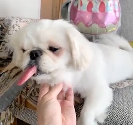 犬　ワンコ　ムーチョ　ペキニーズ　舌　かわいい