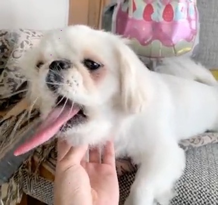 犬　ワンコ　ムーチョ　ペキニーズ　舌　かわいい