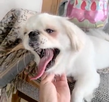 犬　ワンコ　ムーチョ　ペキニーズ　舌　かわいい