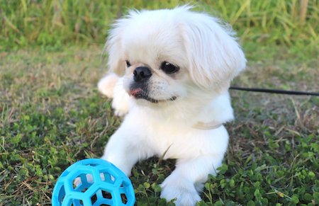犬　ワンコ　ムーチョ　ペキニーズ　舌　かわいい
