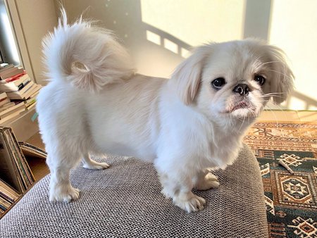 犬　ワンコ　ムーチョ　ペキニーズ　舌　かわいい