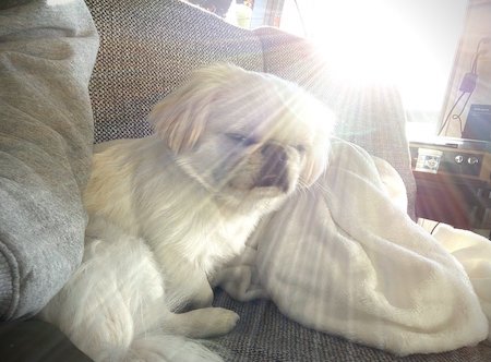 犬　ワンコ　ムーチョ　ペキニーズ　舌　かわいい